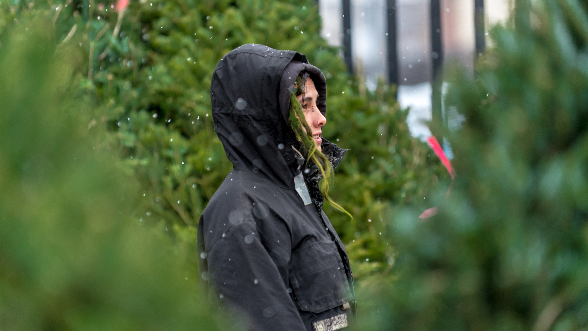 Avec celles qui vendent des sapins de Noël - VICE Québec