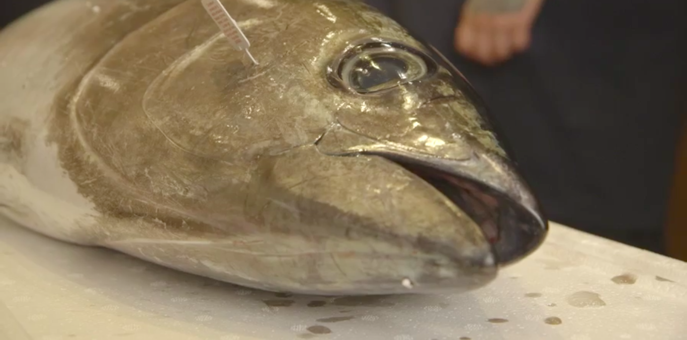 Watch Action Bronson Eat Tuna Spinal Fluid and Smoked Veal Brain in