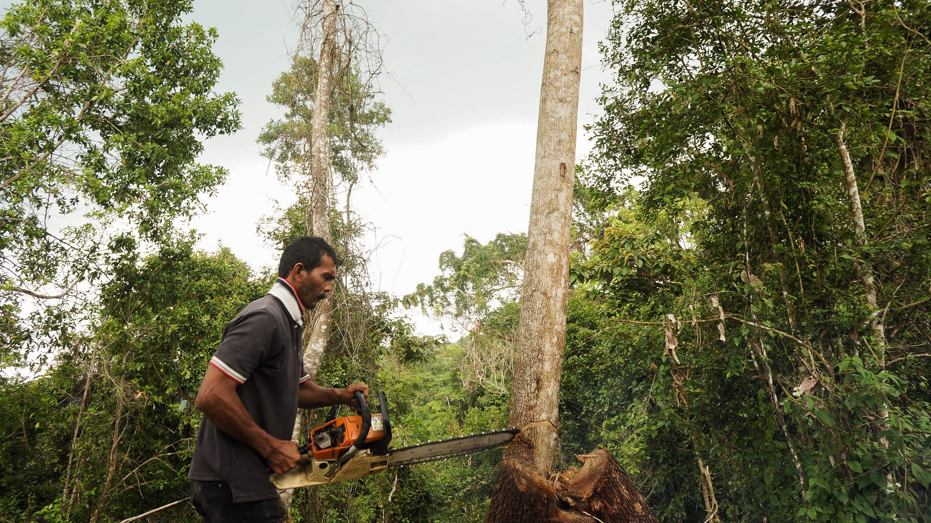 what-is-illegal-logging-why-is-illegal-logging-a-problem