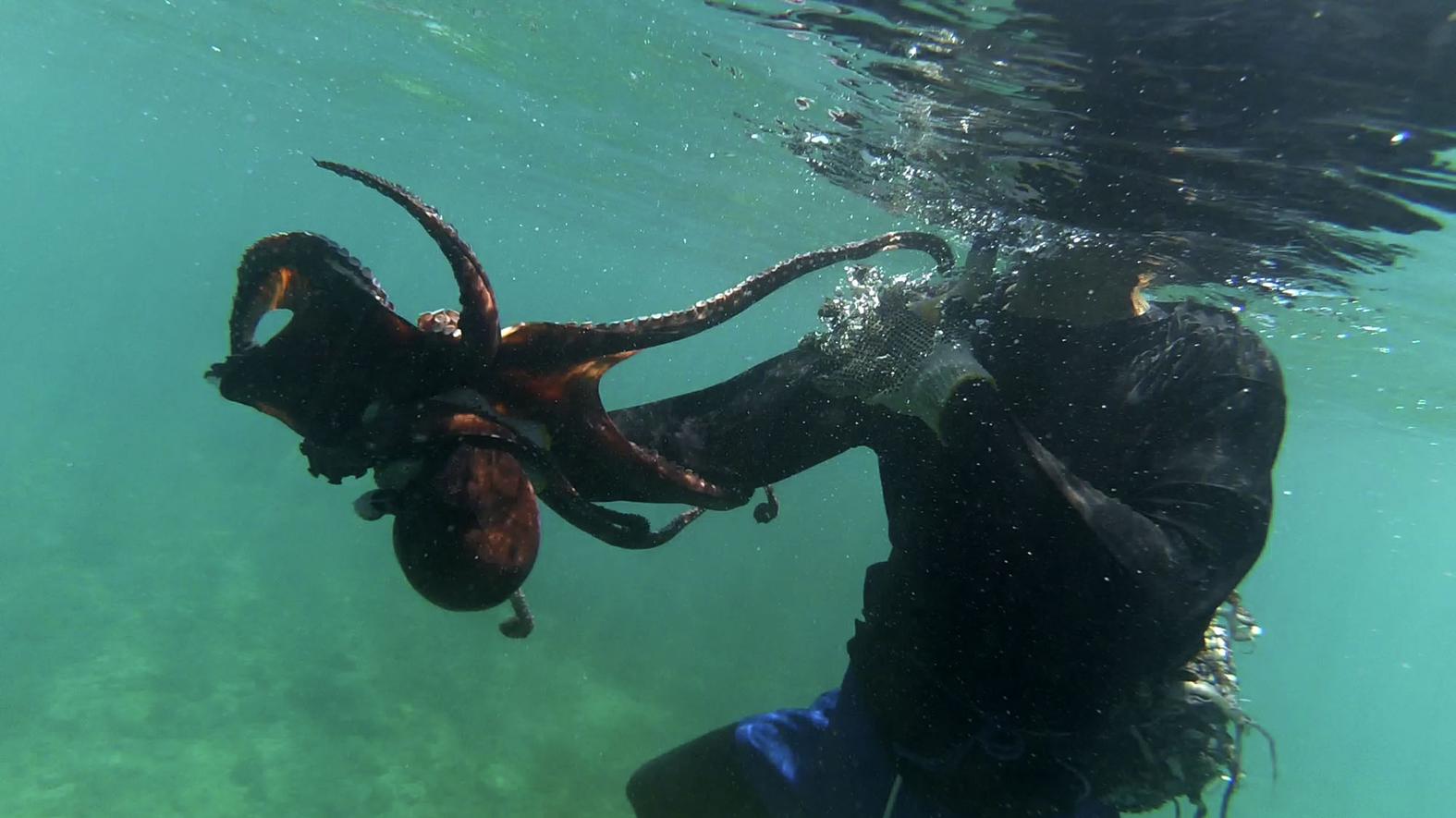 The Octopus Hunters of Indonesia - VICE