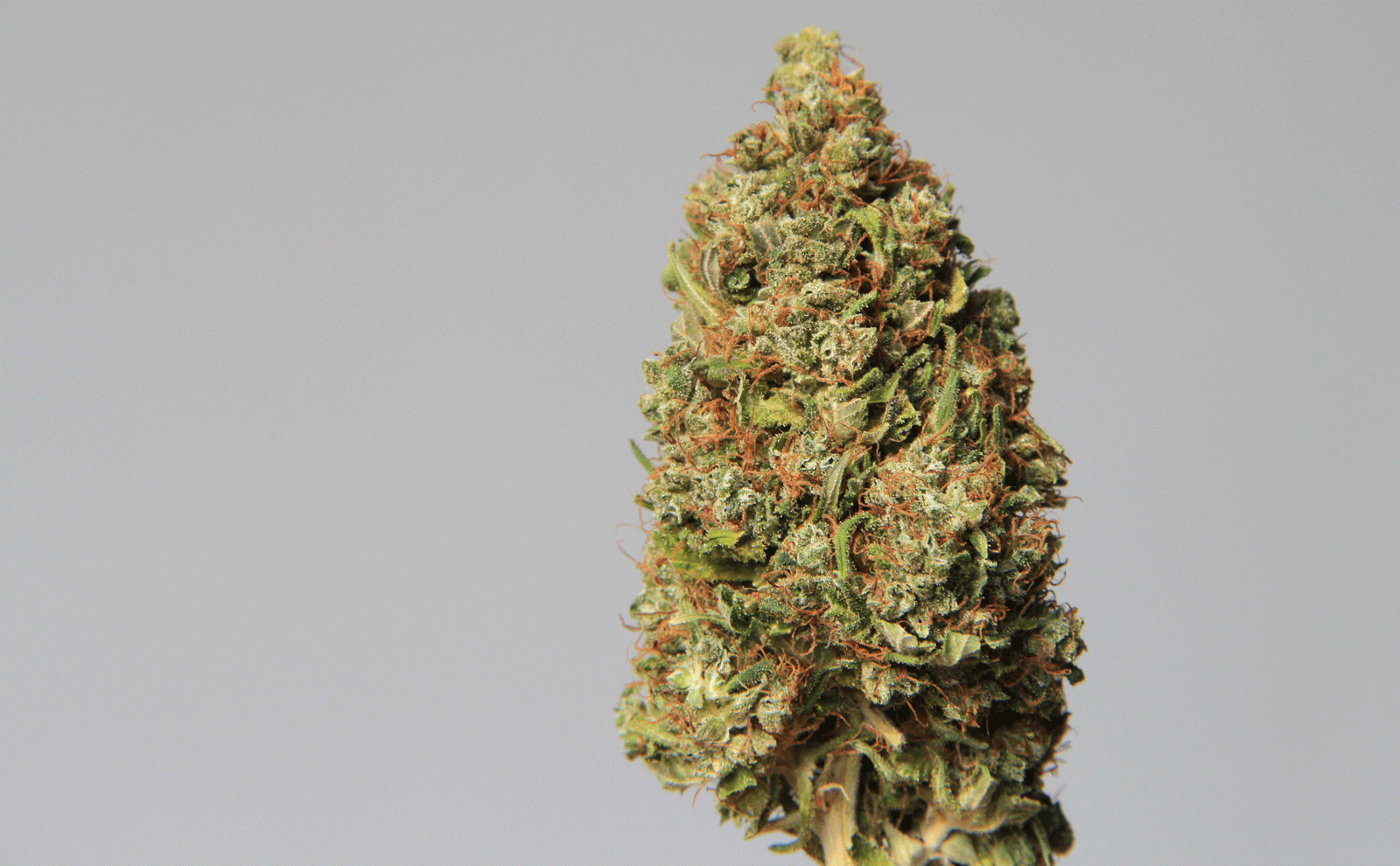 CBD Hemp Cannabis Legal Bud - Buy CBD legal bud online - Blueberry Haze -  Cannabis