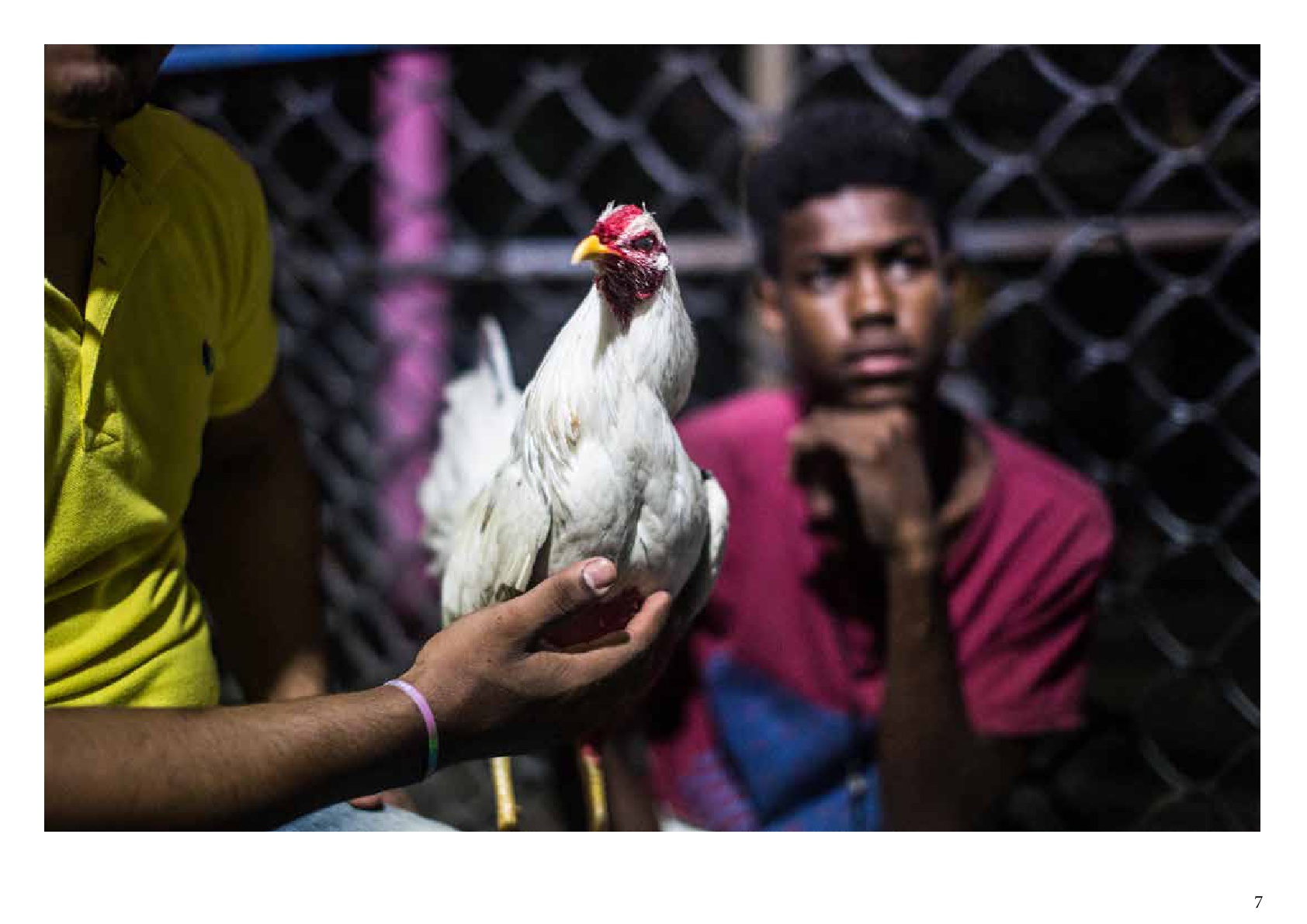 Una Cr Nica Visual Sobre Las Peleas De Gallos En Colombia Factor Noticia