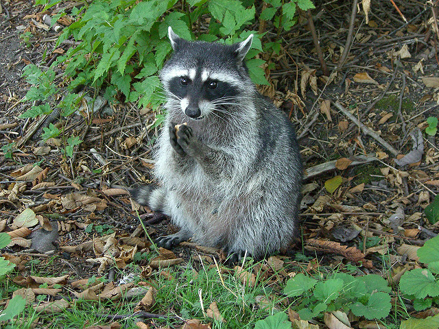 Tiger spotted in NYC turns out to be a large raccoon