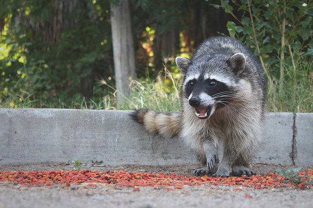 Tiger spotted in NYC turns out to be a large raccoon