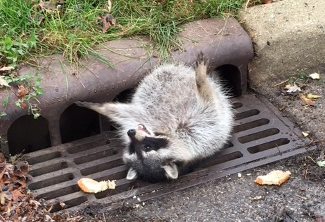 Tiger spotted in NYC turns out to be a large raccoon