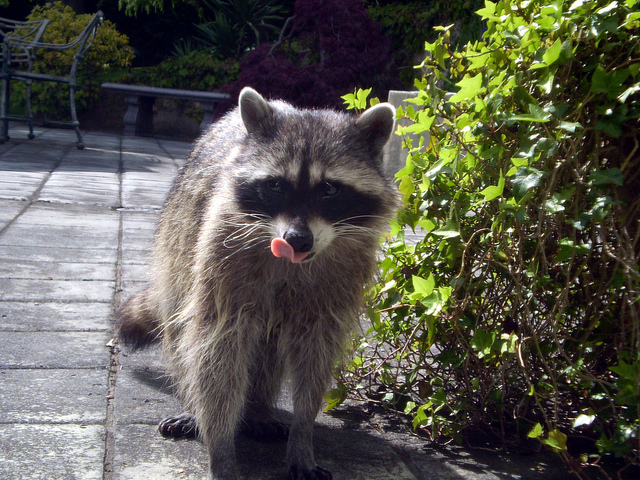 Tiger spotted in NYC turns out to be a large raccoon