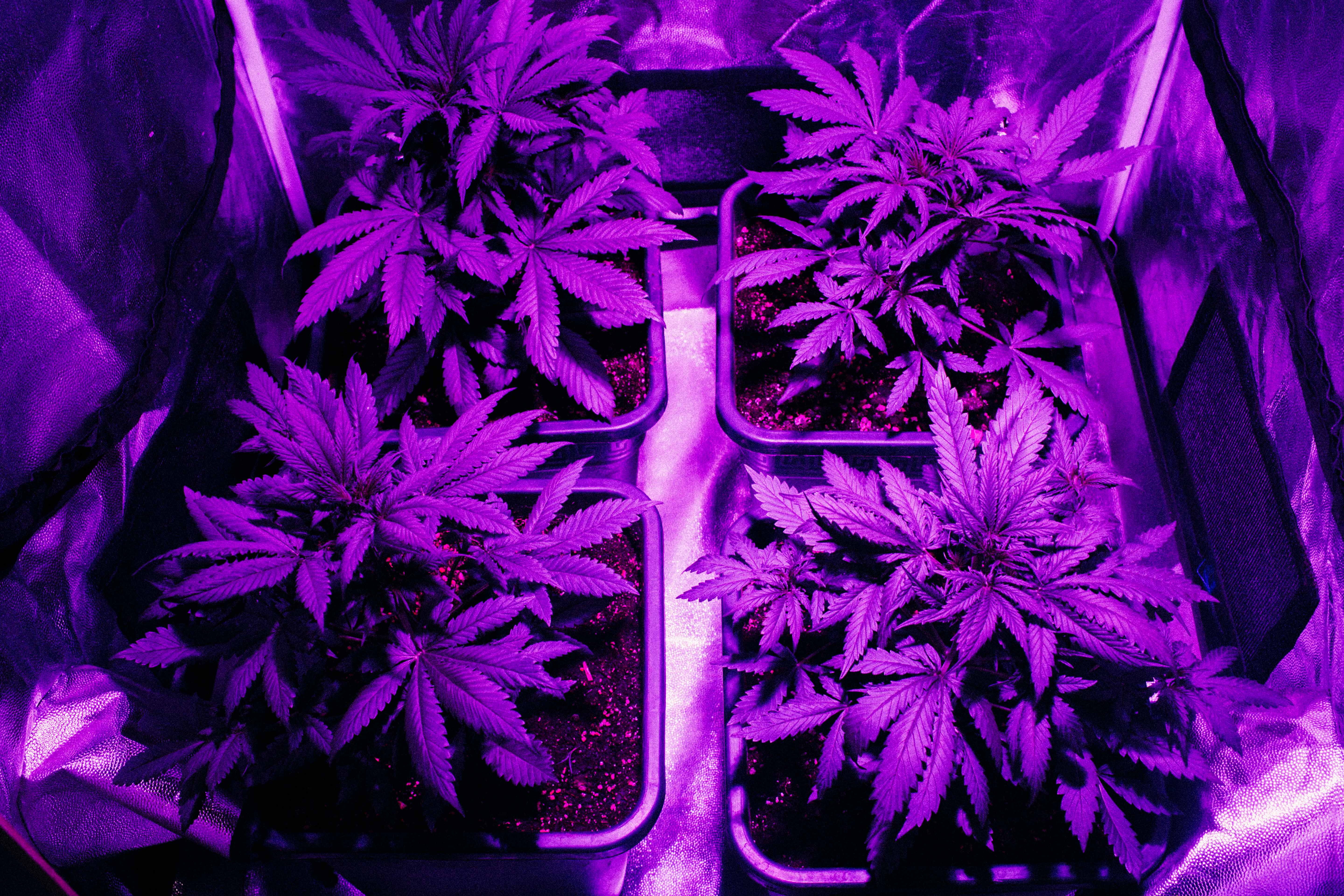 lazy placeholder Especial Vice: A legalização da cannabis no Brasil pode reparar danos históricos