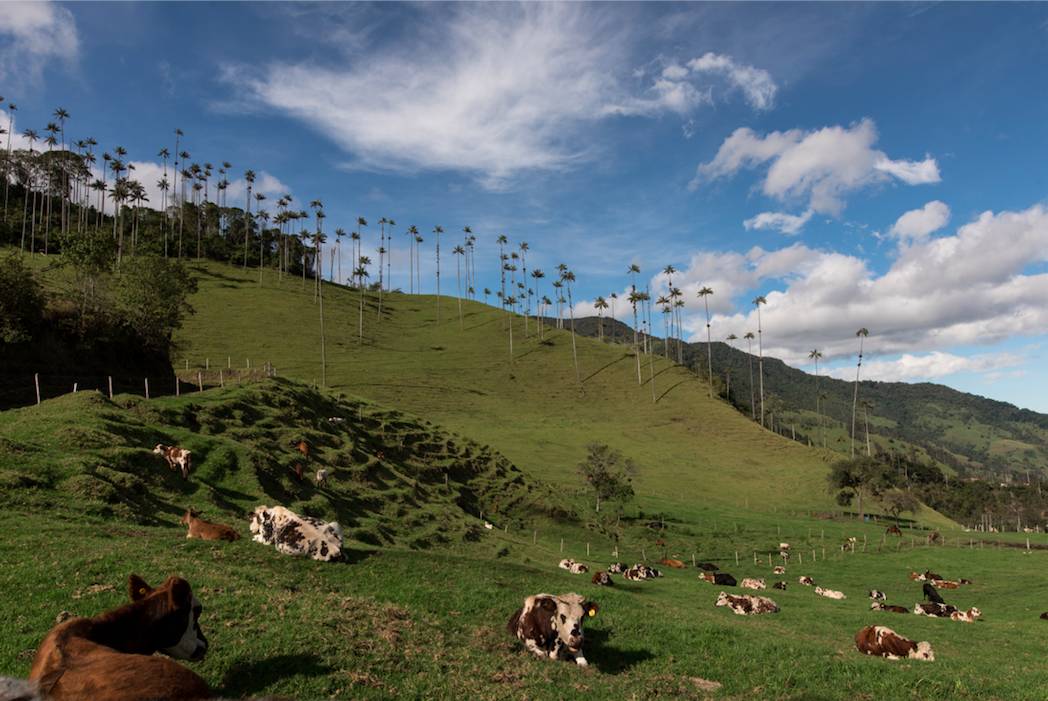 1528480244400-Colombua-efe-Cajetero-Getty-BeNicoMa-iStock-small