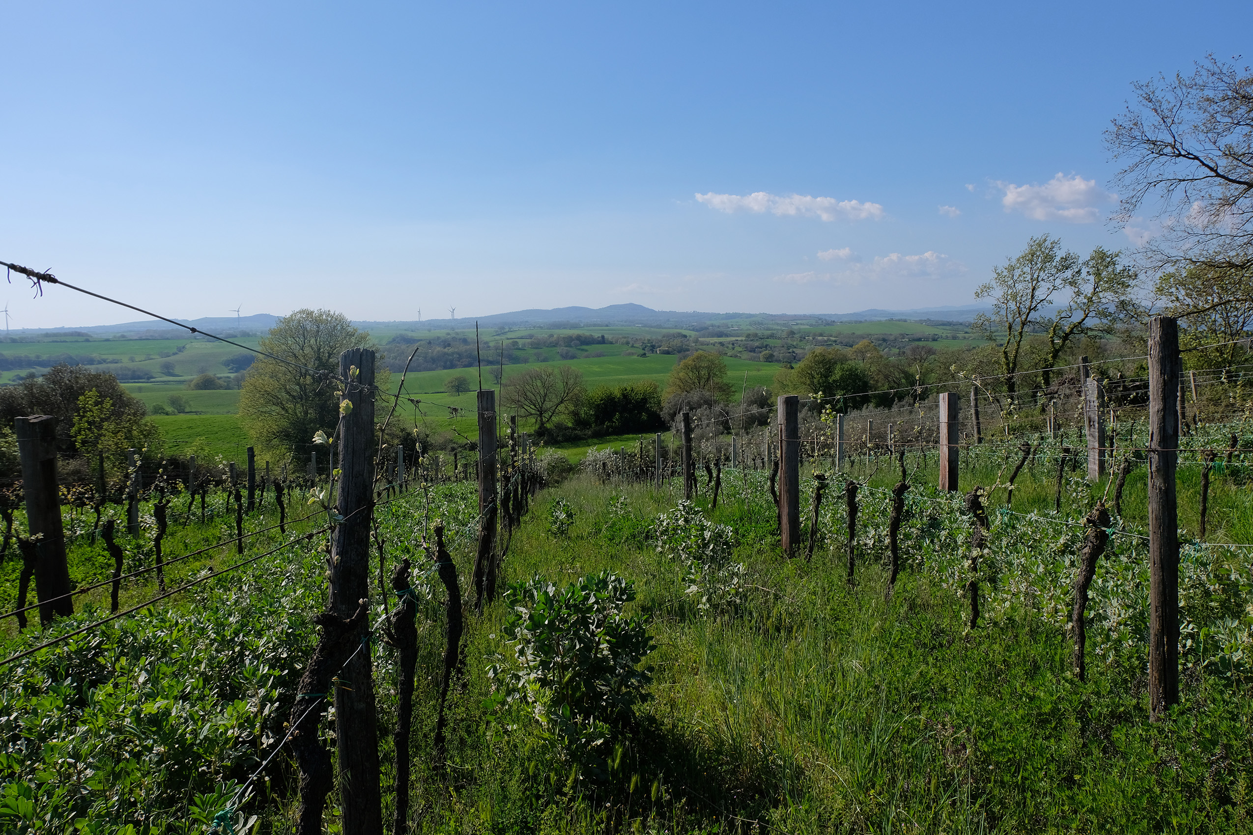 1530874335281-vigna_biodiversita2