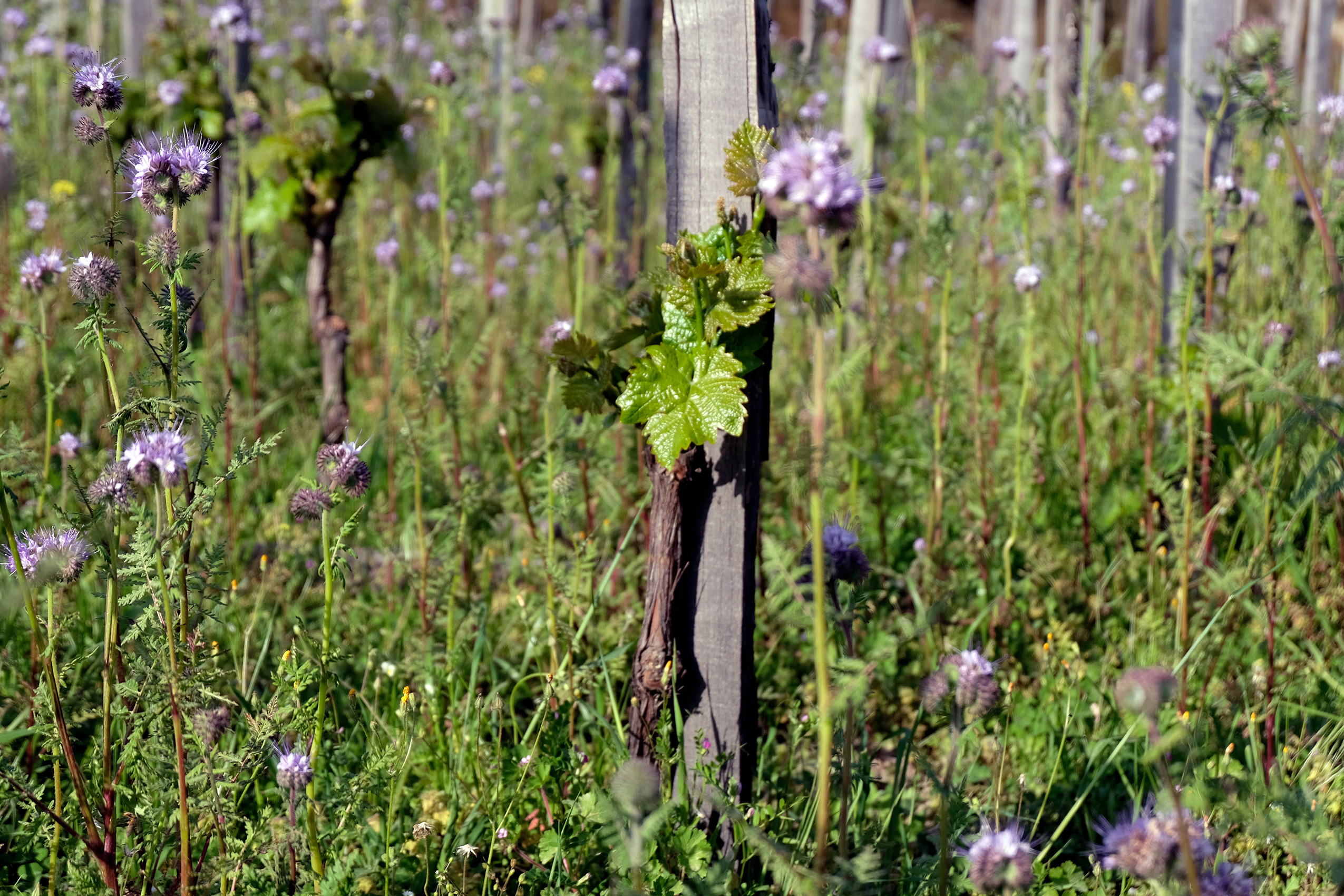 vigna vino naturale