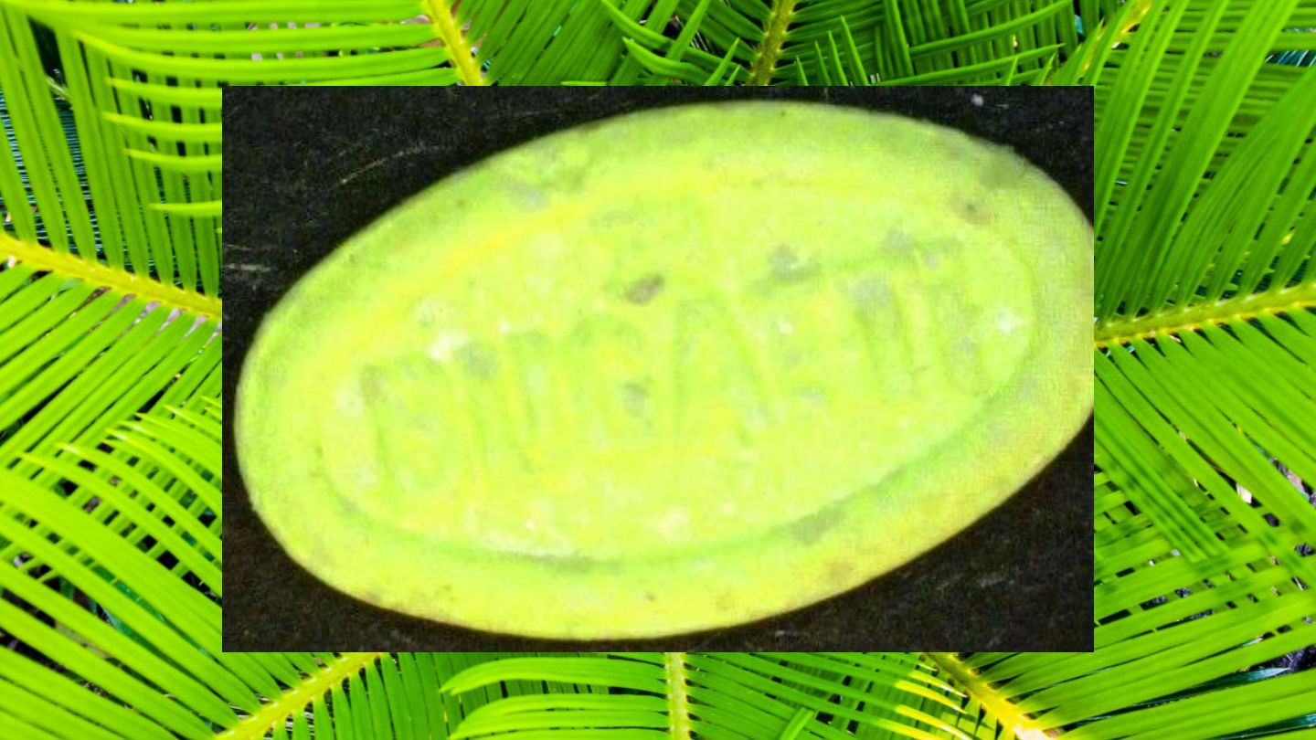 1530890391106-gelb-grune-bugatti