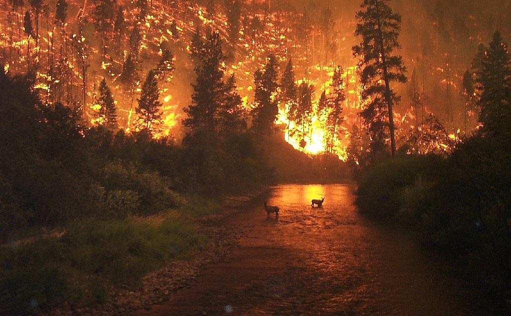 Rehe flüchten vor einem Waldbrand.
