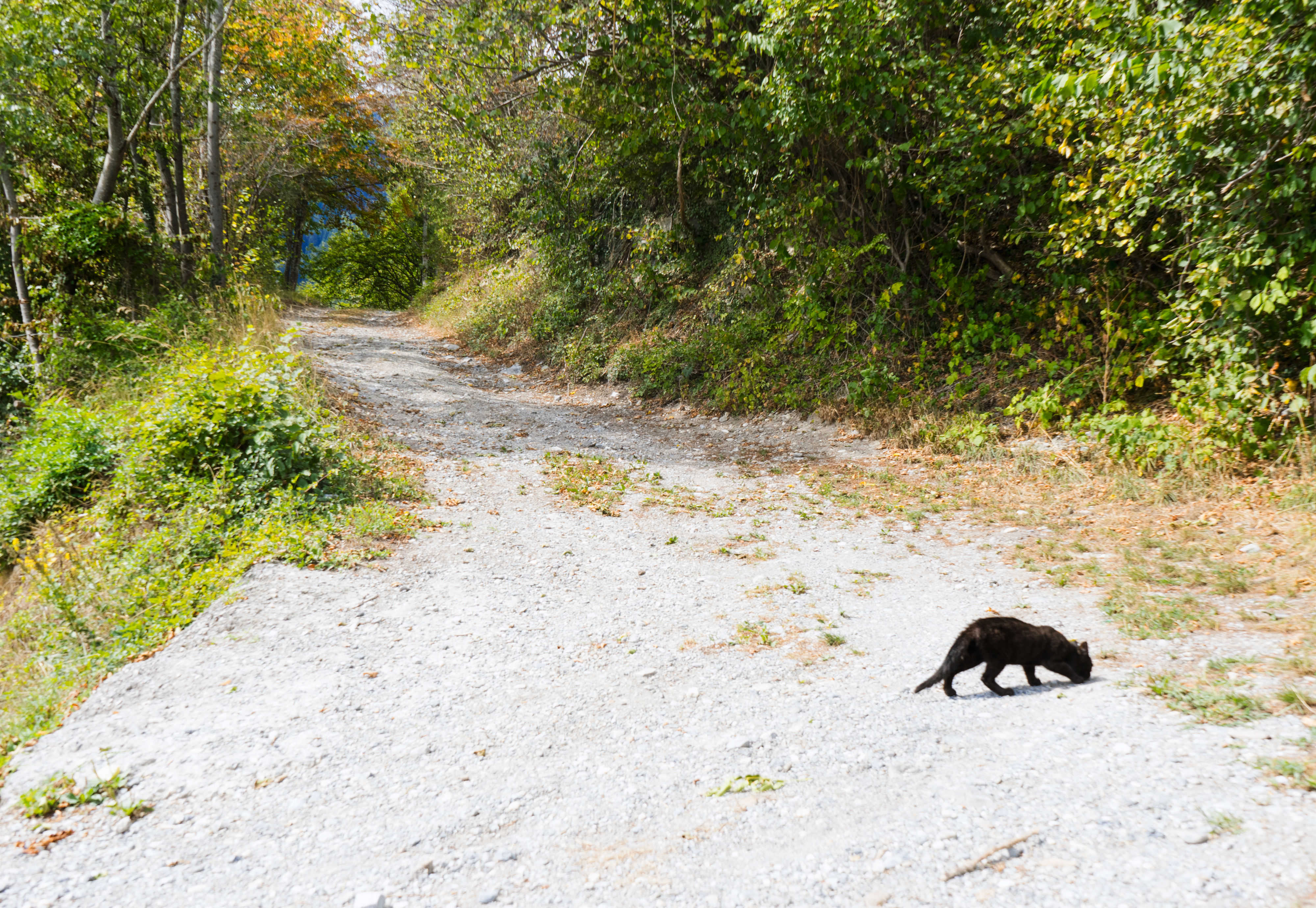 Eine Schotterstraße windet sich bergauf durch den Wald