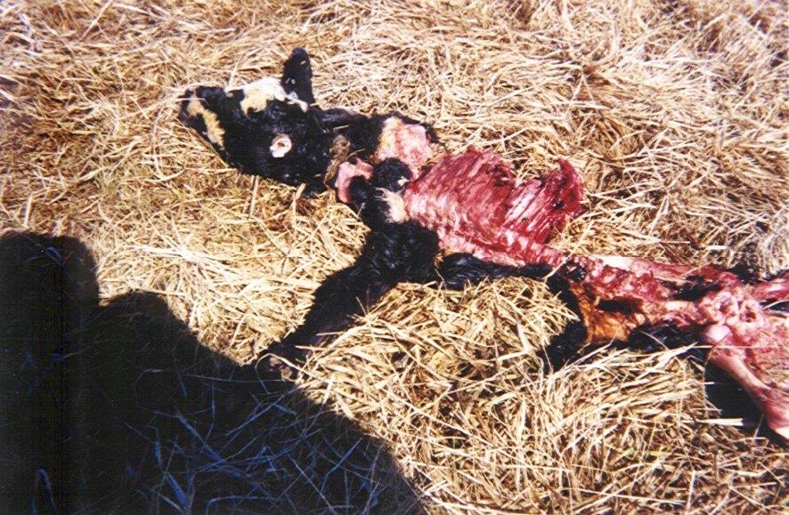 Image result for skinwalker ranch