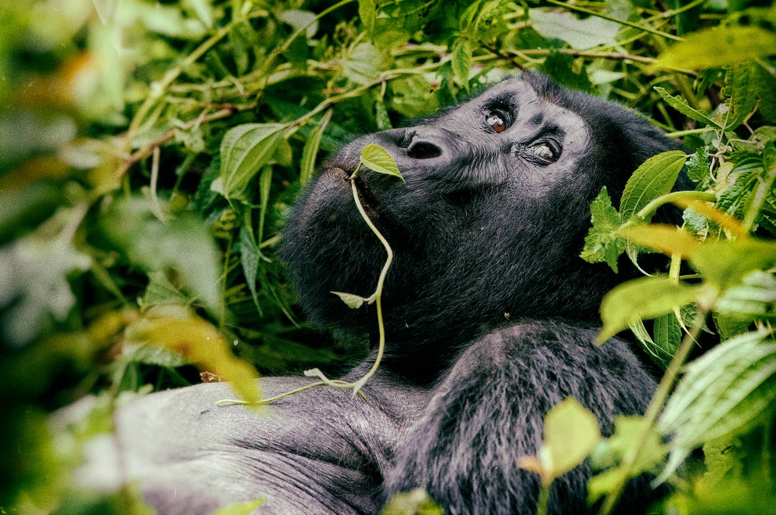 1538995427269-great-silverback-Mountain-Gorilla-in-the-Bwindi-National-Park-in-Uganda
