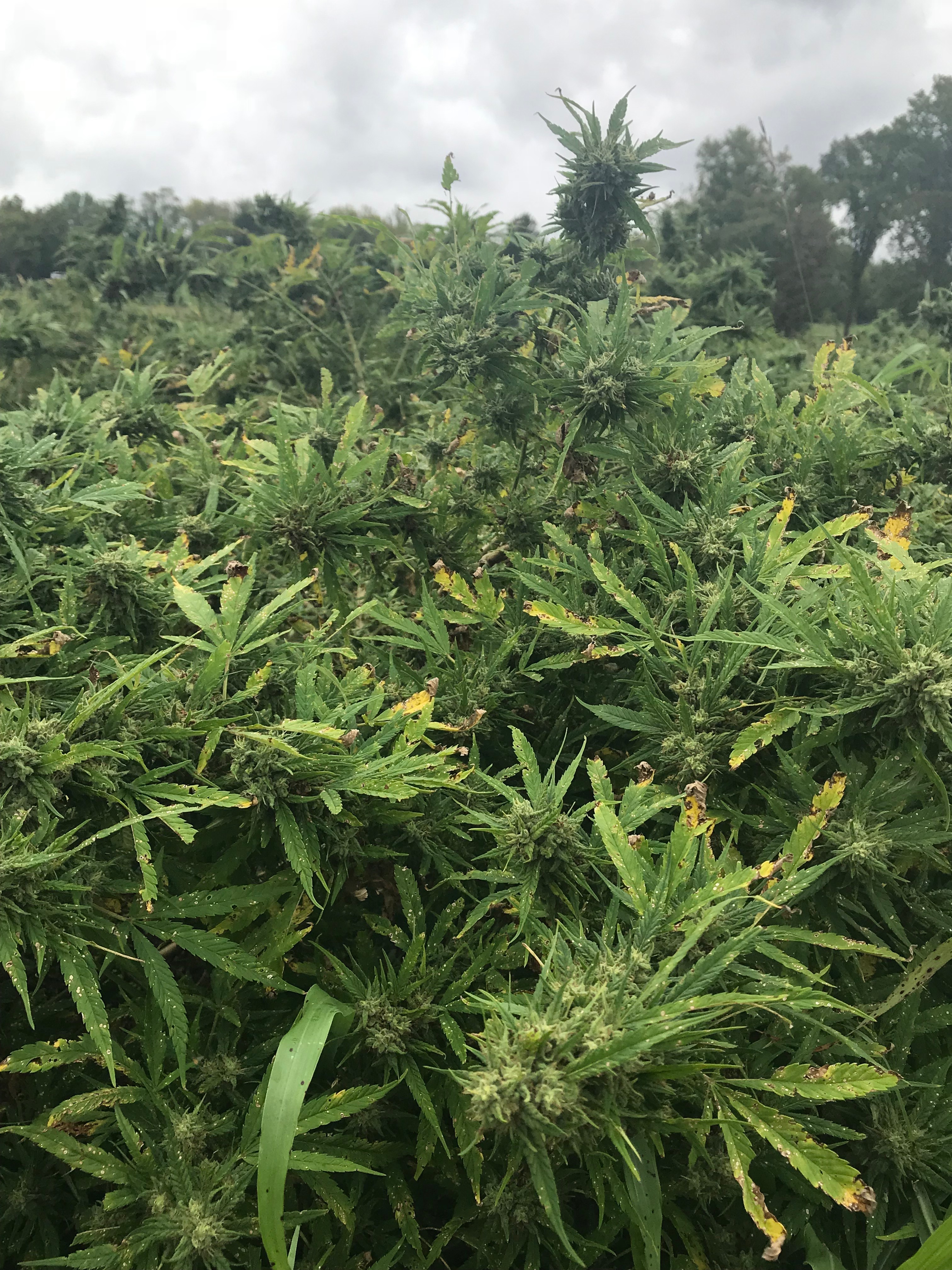 大麻農園主に訊く Cbdオイルのつくりかた