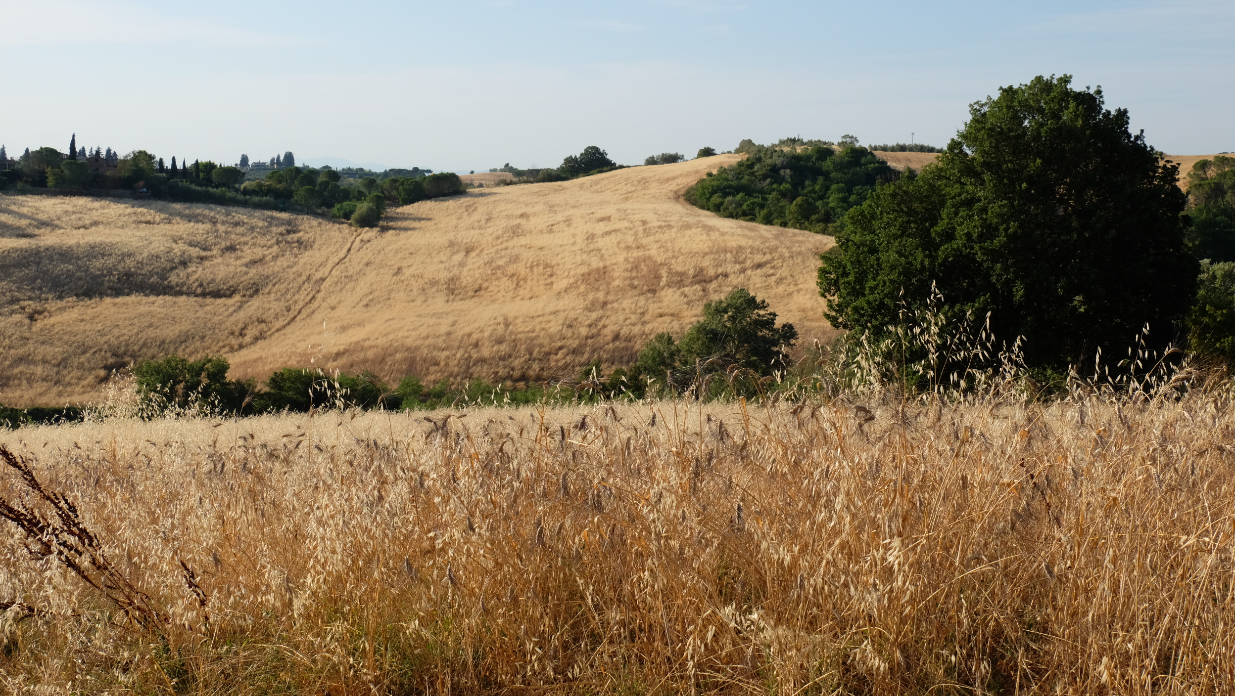 Campo-di-grano-Italia