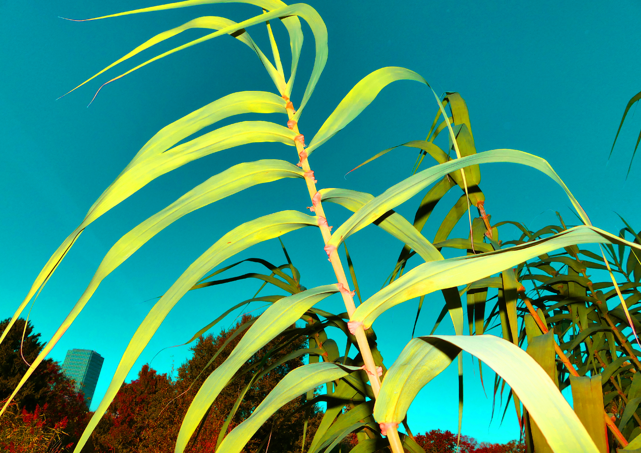 1539698367945-Arundo-Donax-canne-de-provence-2