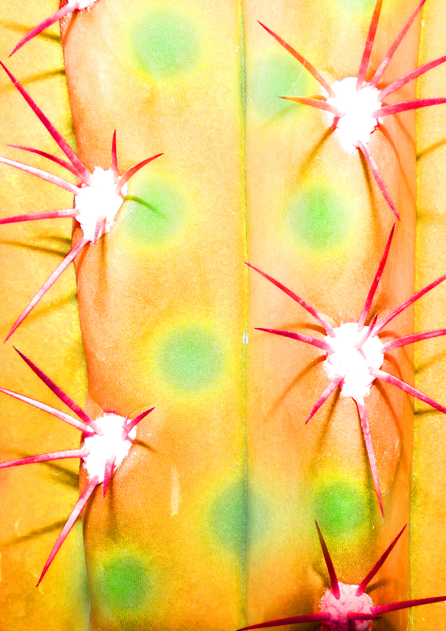 1539698586728-Echinopsis-Tersheckii-Mescaline-zoom-2jpg