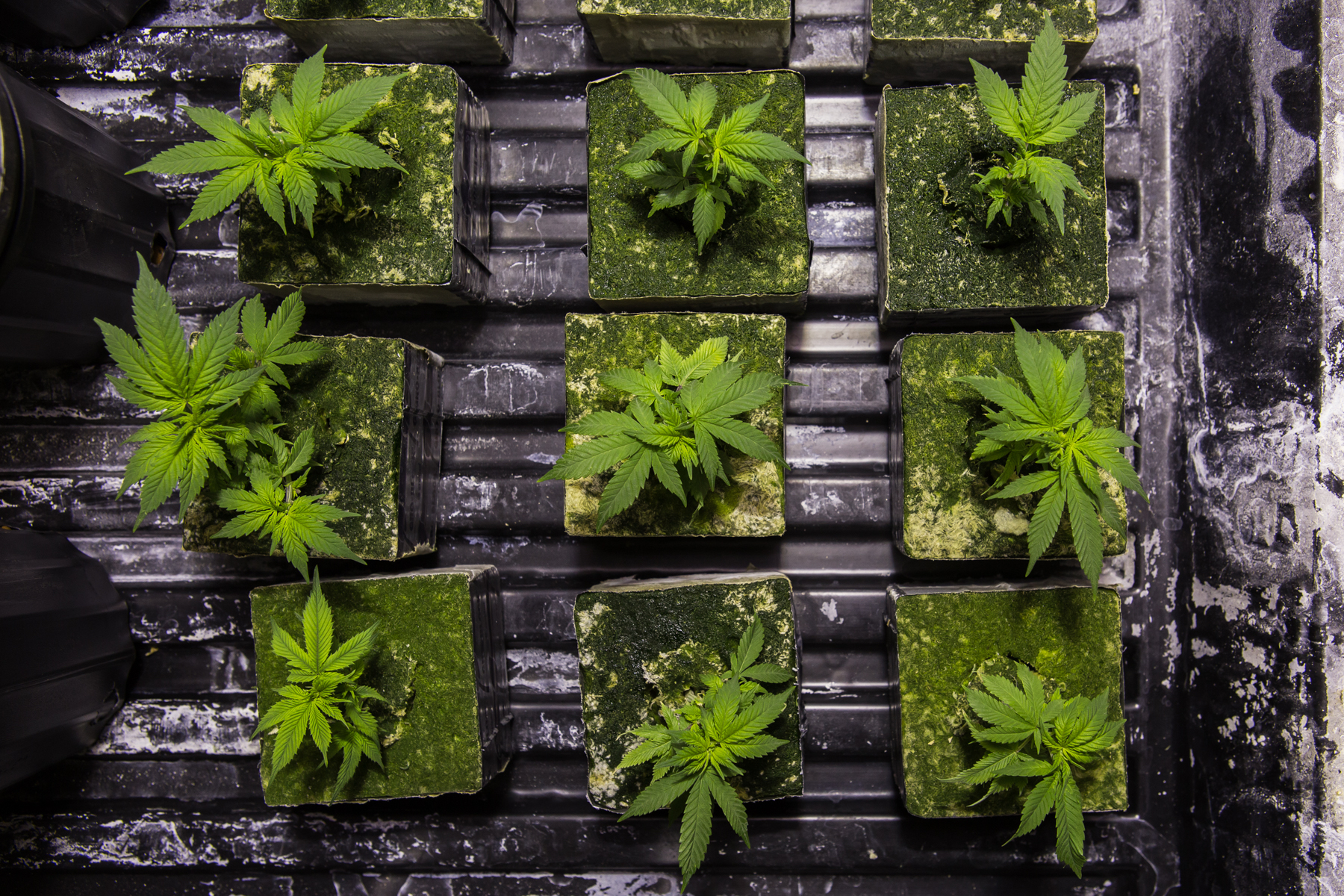 1539704954069-ANT-VICE-WEED-192