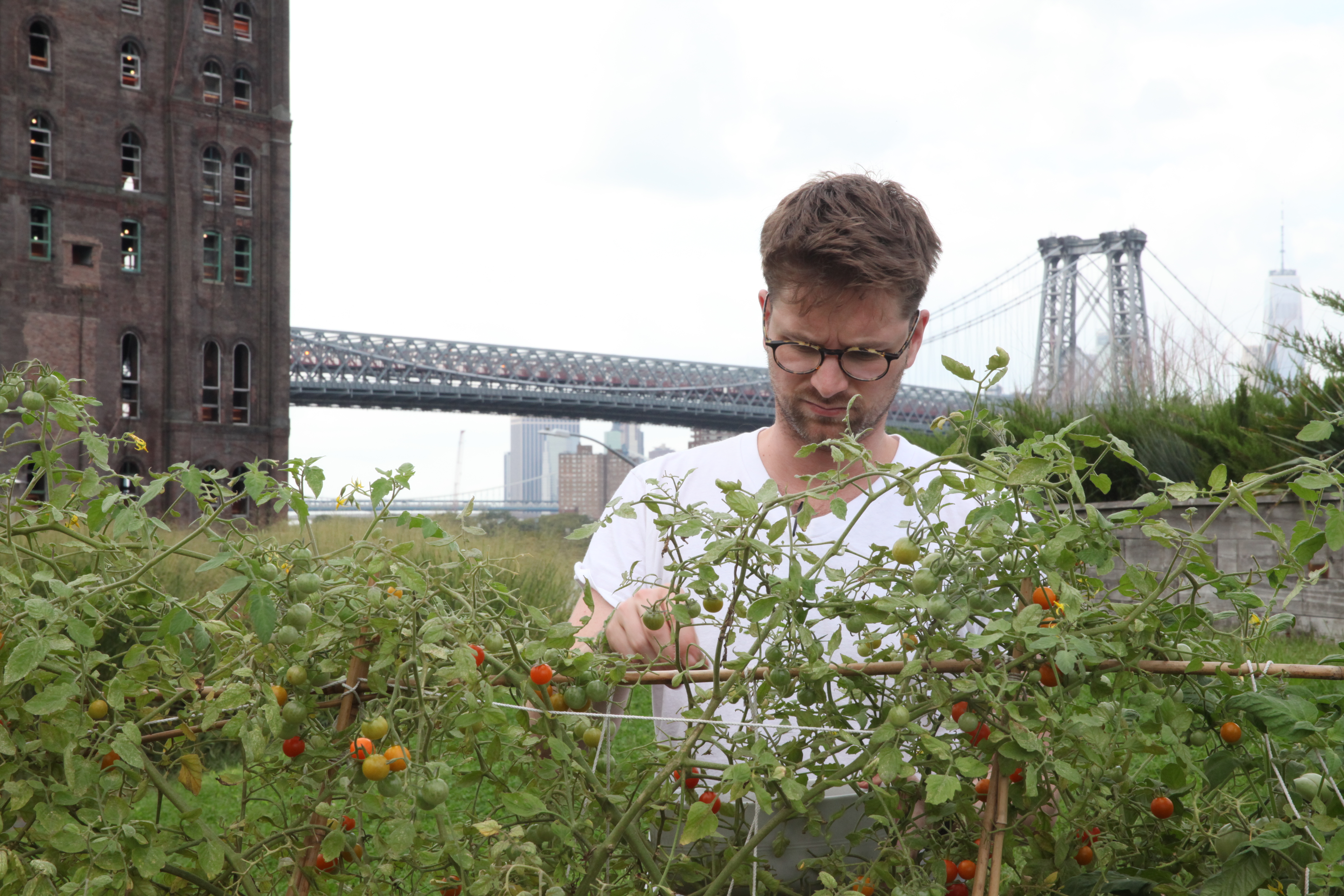 Nick Perkins picking sungold tomatoes