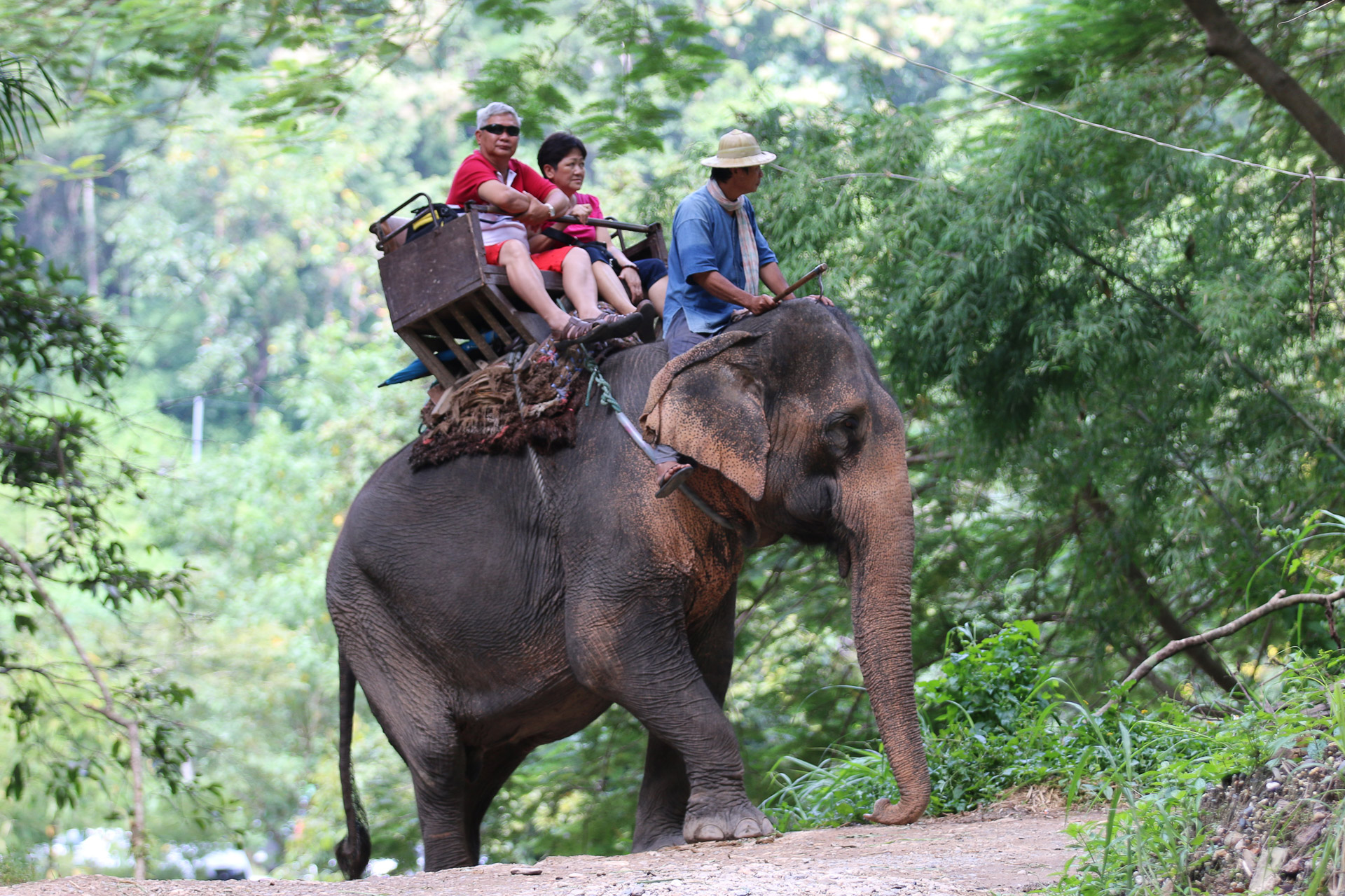 Ethical-Elephant-Sanctuaries