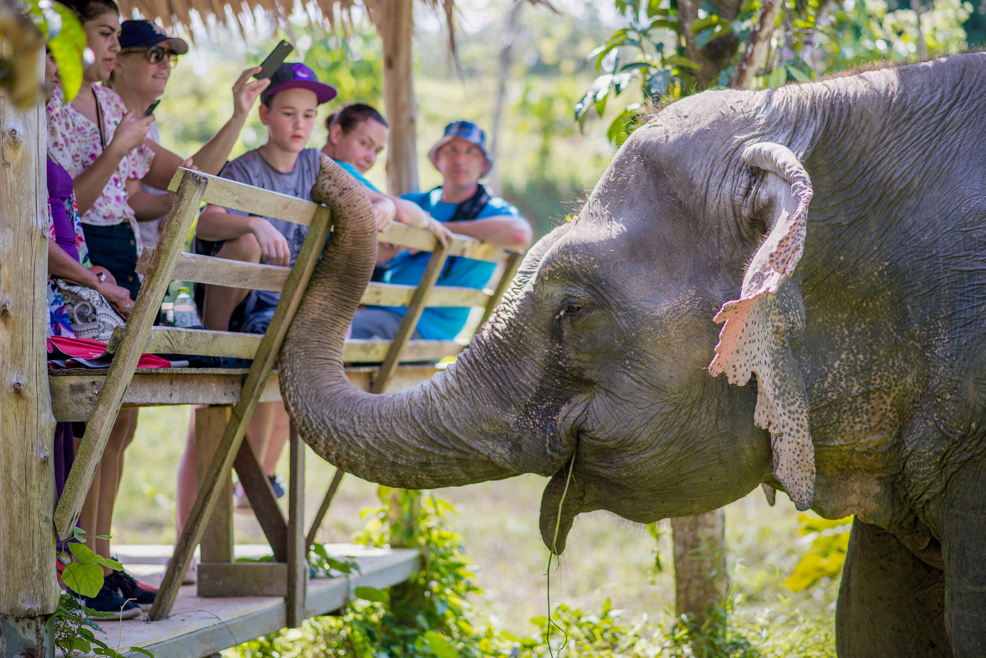 Elephant jungle sanctuary phuket