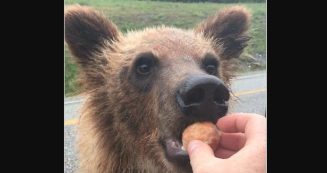 timbitbear