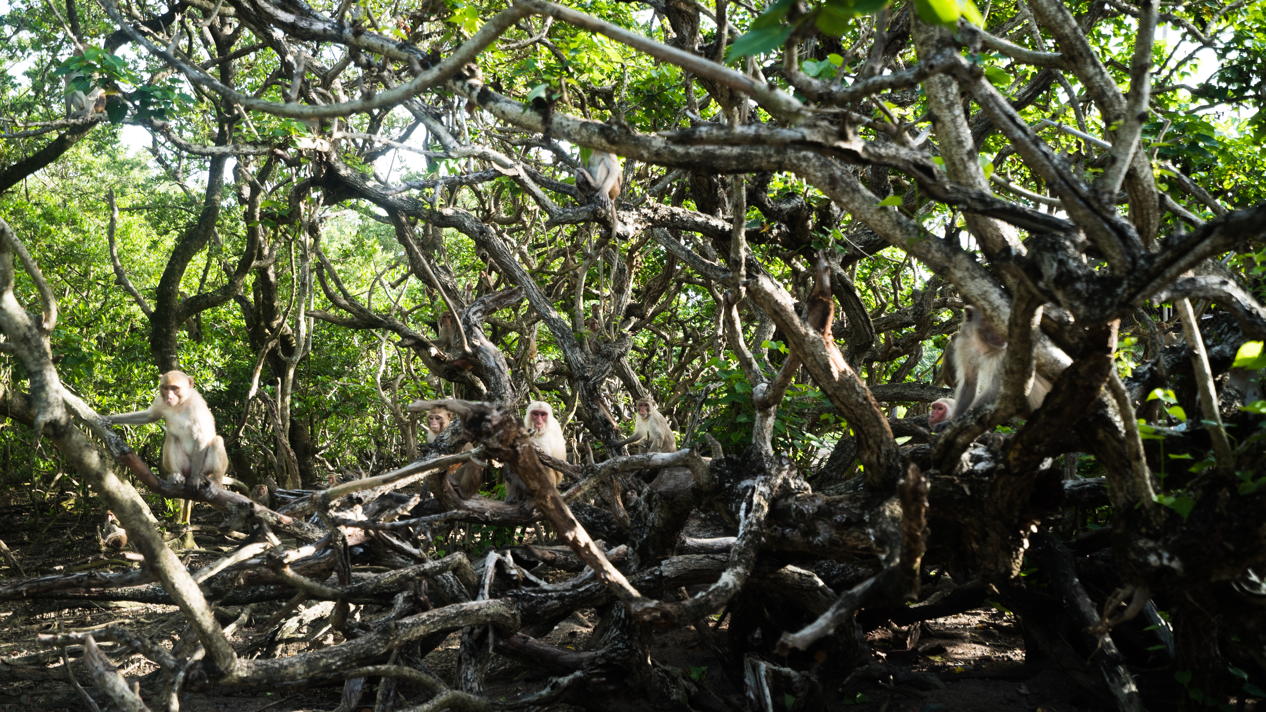 rhesus macaque colony