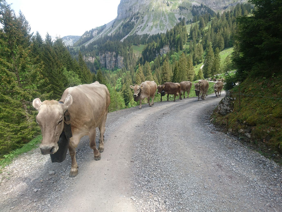 1539895656988-cows-walking-up-to-ruosalp