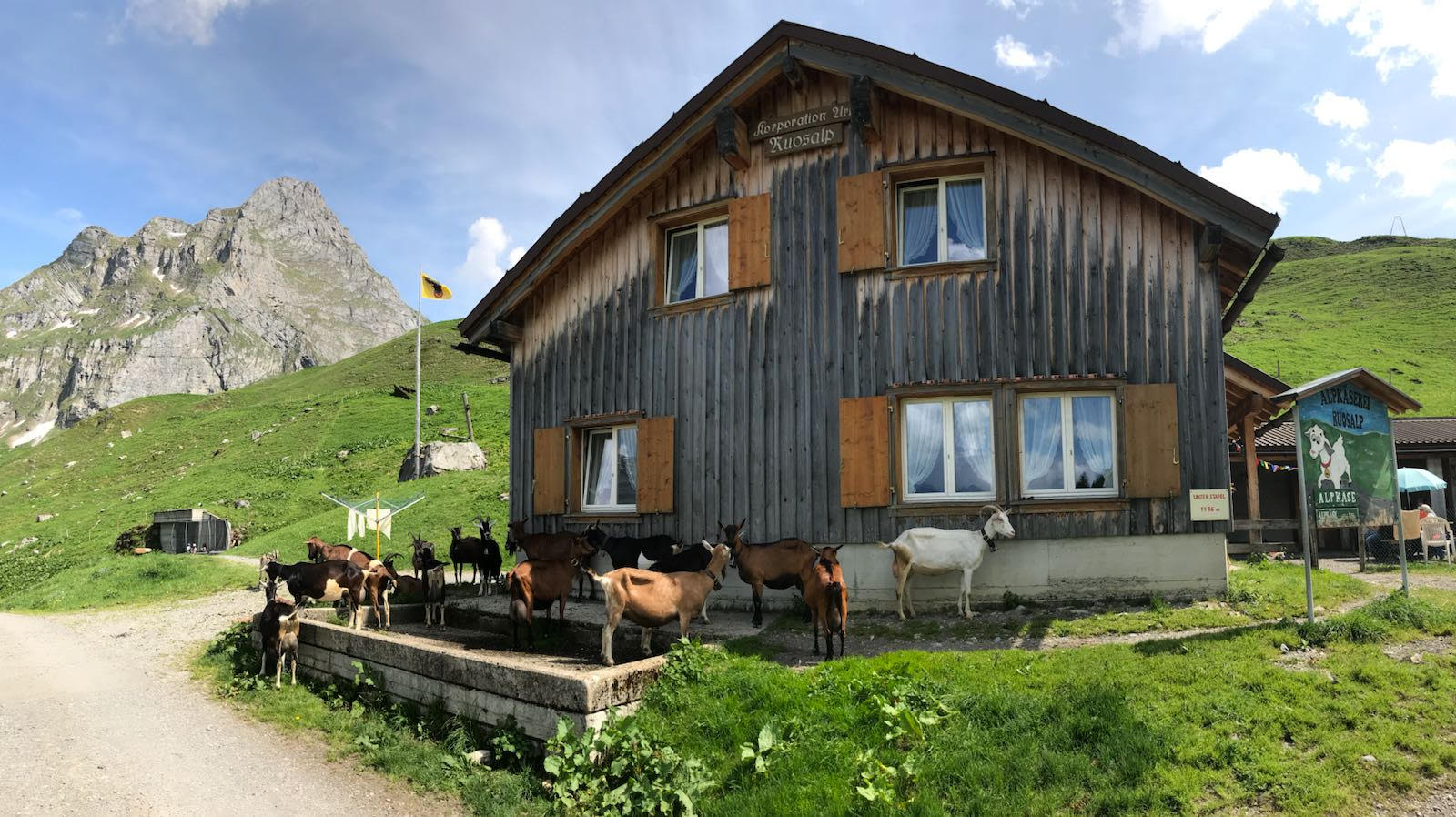 1539895726792-goats-at-Ruosalp-house