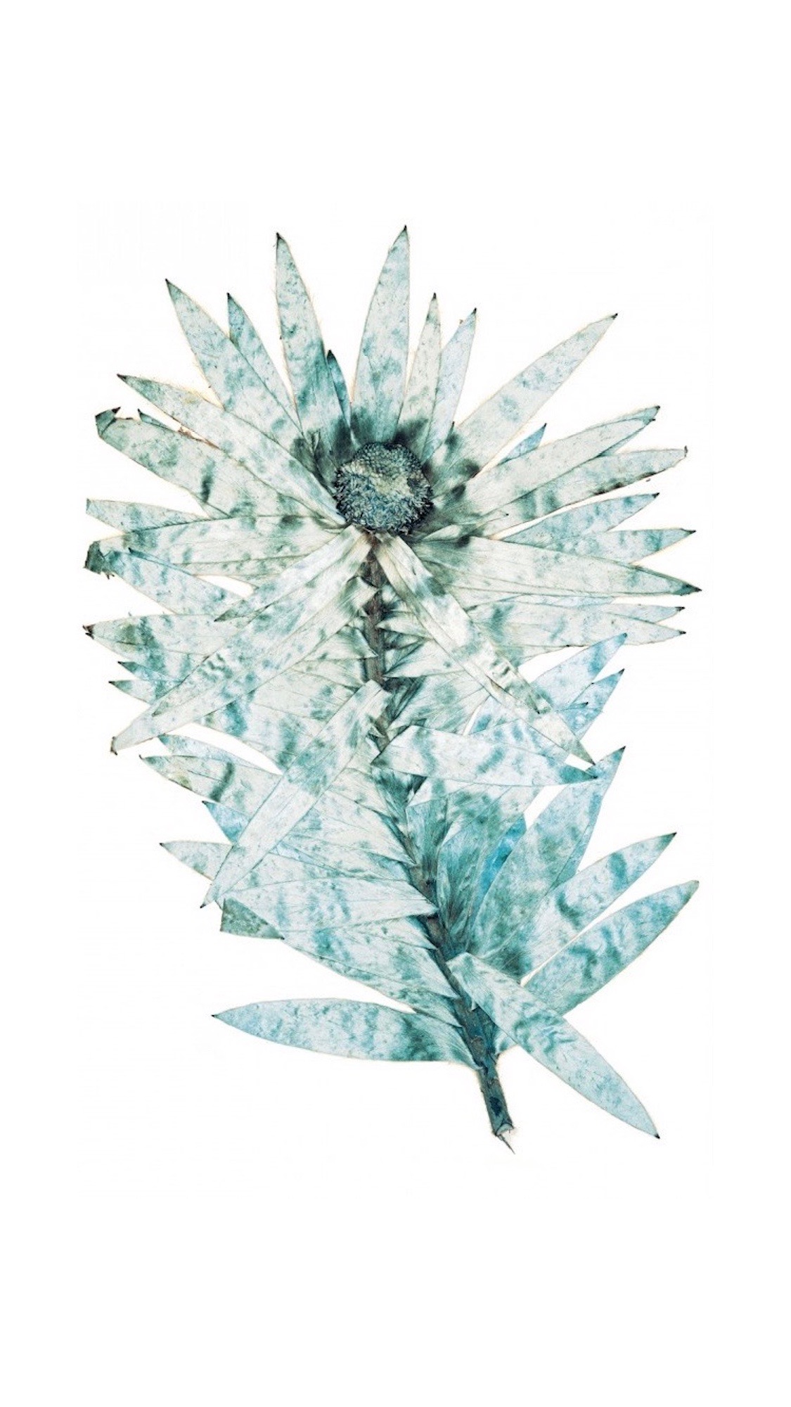 Nick Knight Flora