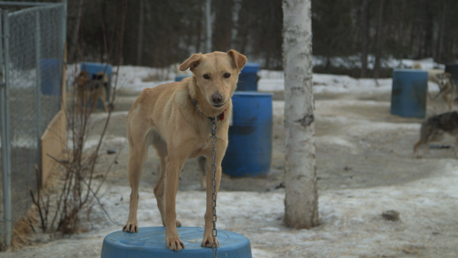 1539936524589-20181021_PSI-IDITARODA2