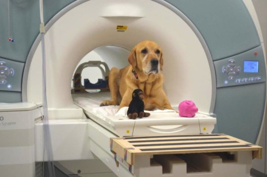 Dog in an fMRI scanner