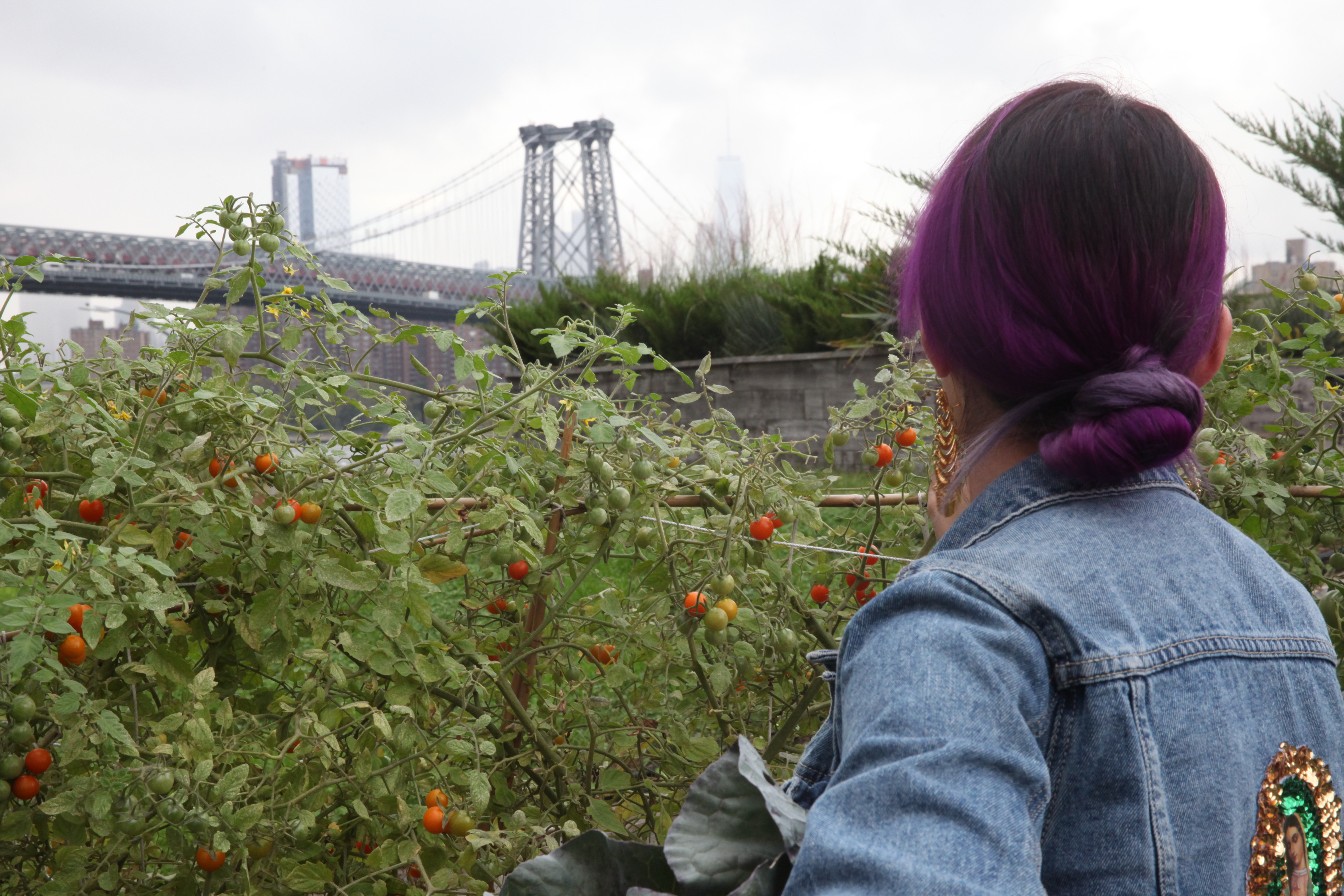 Claudette Zepeda Wilkins in the Munchies garden picking tomatoes, with Williamsburg Bridge in background