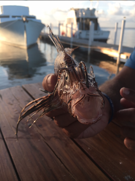 1540236922444-lionfish-catch