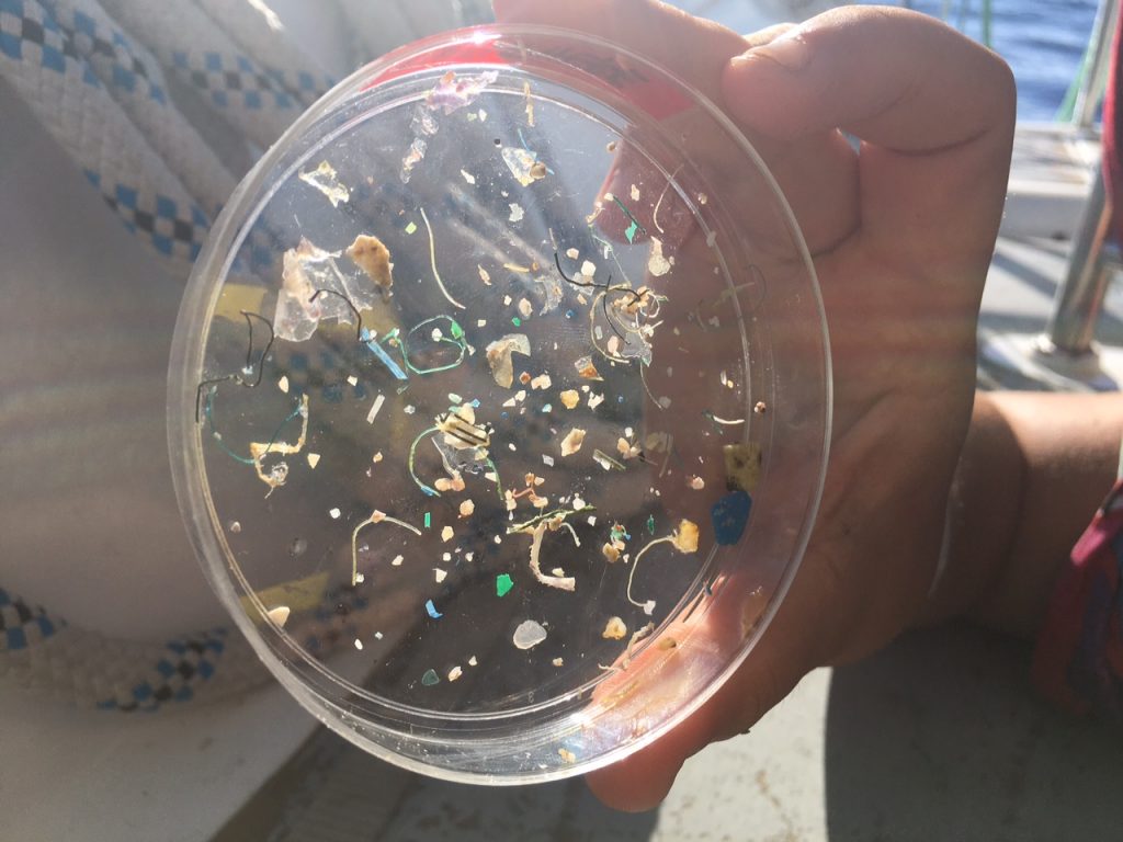 Microplastics in a dish