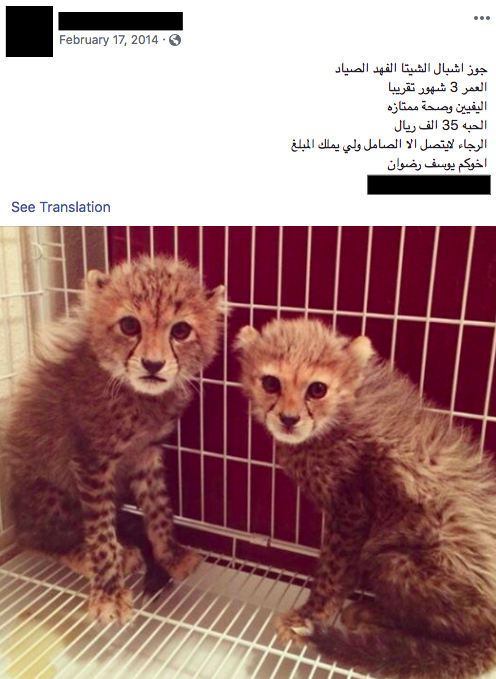 Two captive cheetahs advertised for sale on Facebook.