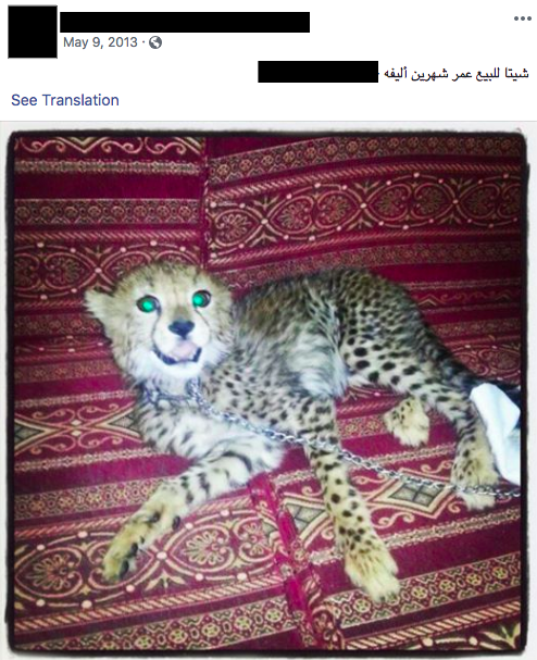 A captive cheetah advertised for sale on Facebook.