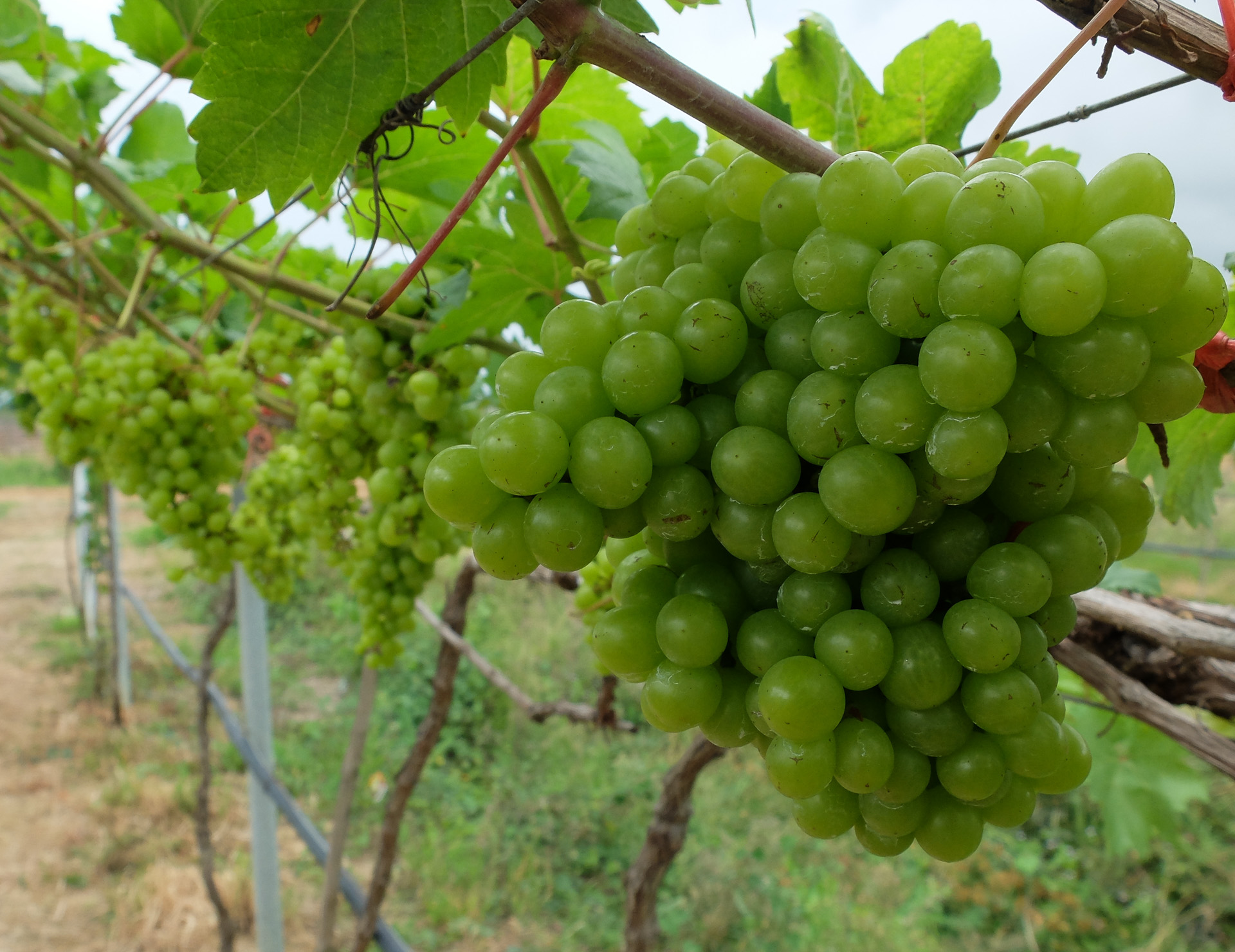 Cambodian-Wine-7-of-9