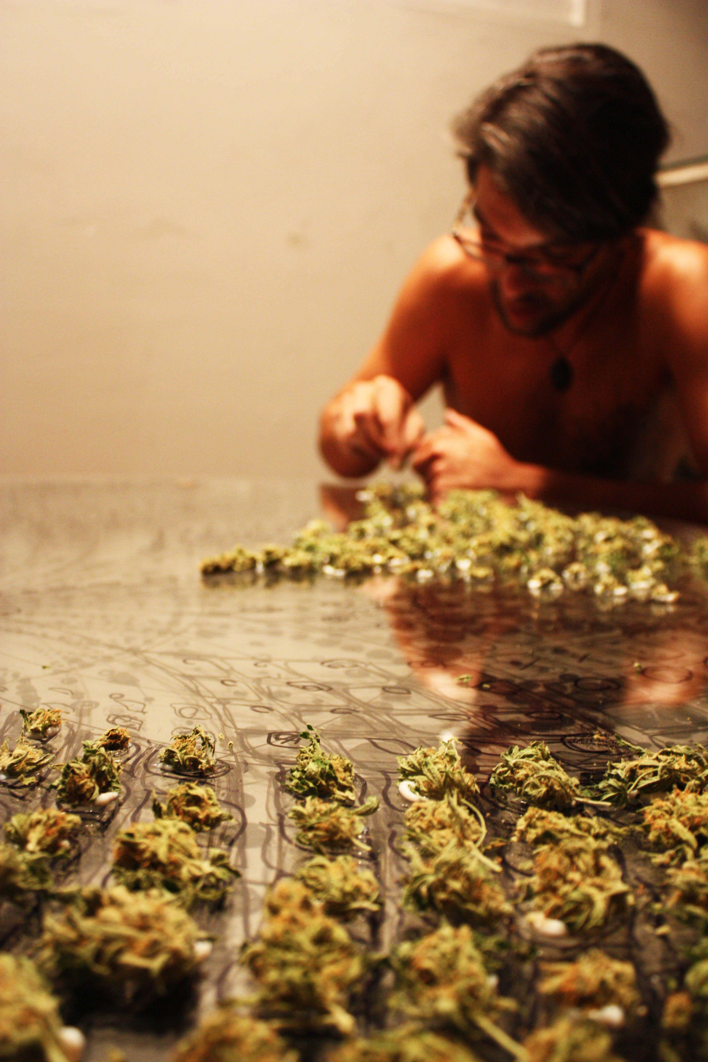 cogollos de marihuana