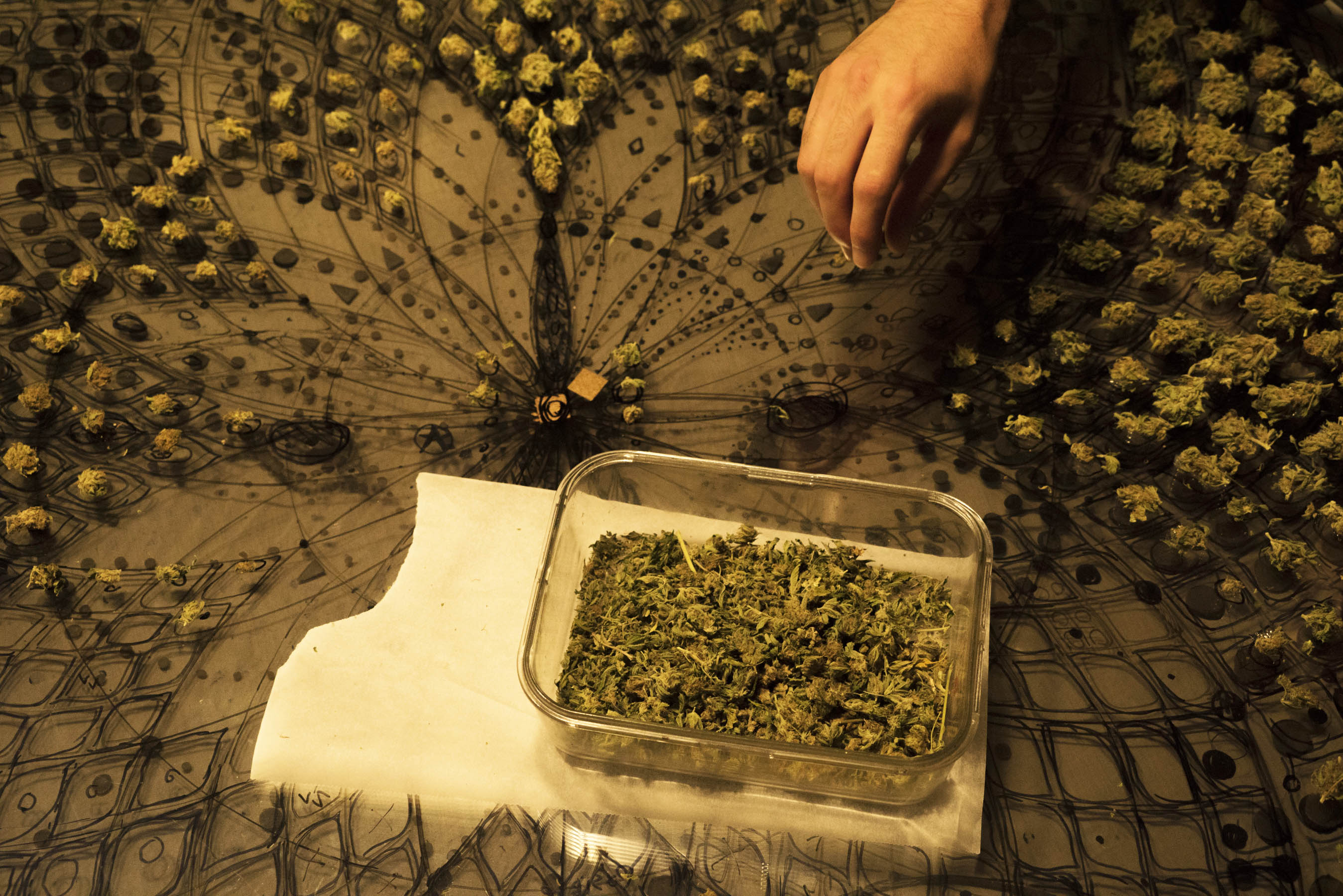 cogollos de marihuana