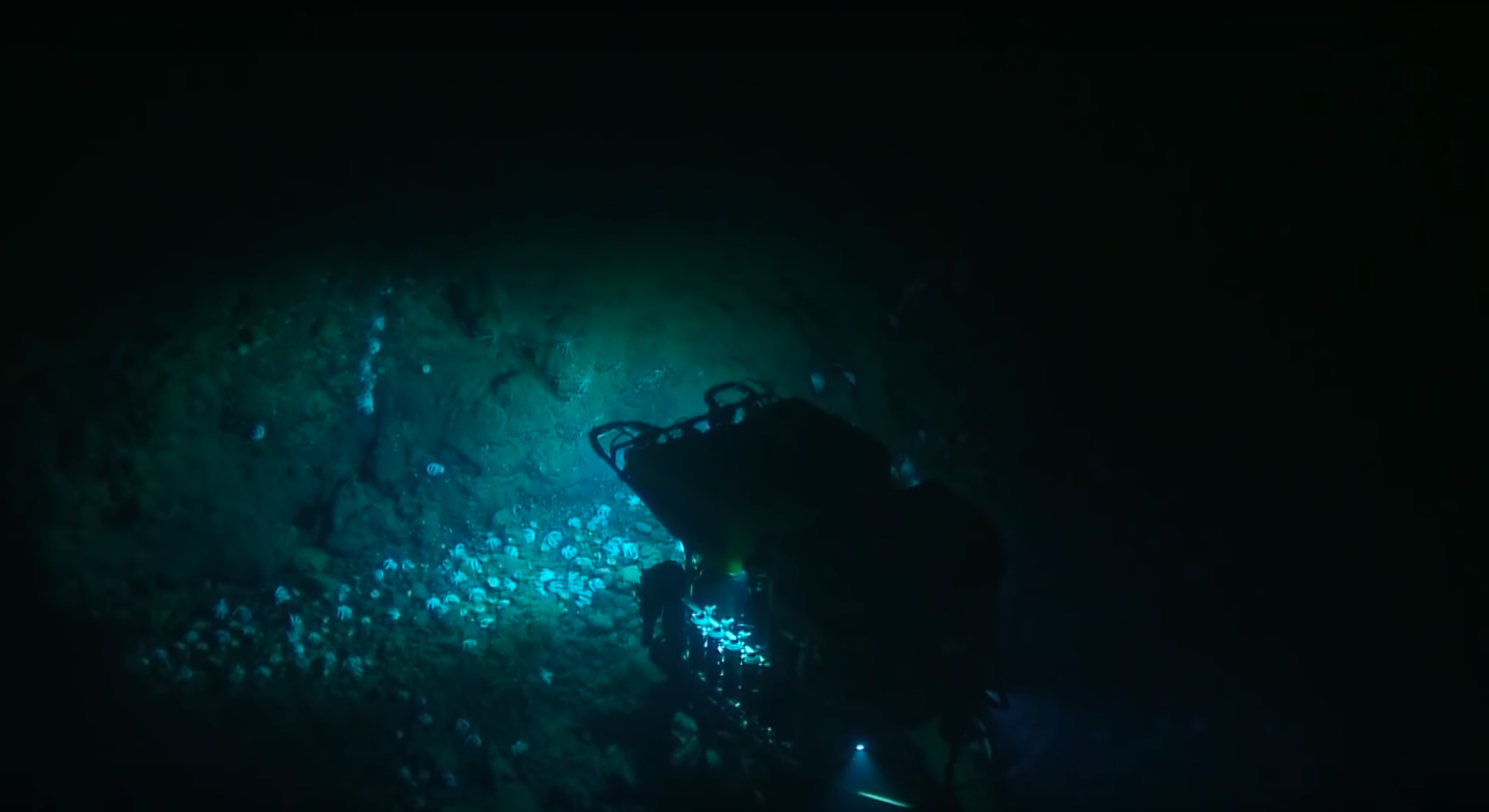 Swarm of 1,000 Octopuses Found At Bottom of the Ocean - Motherboard