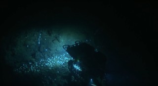 Octopus nursery captured on film by the Nautilus exploration vessel near Davidson Seamount.