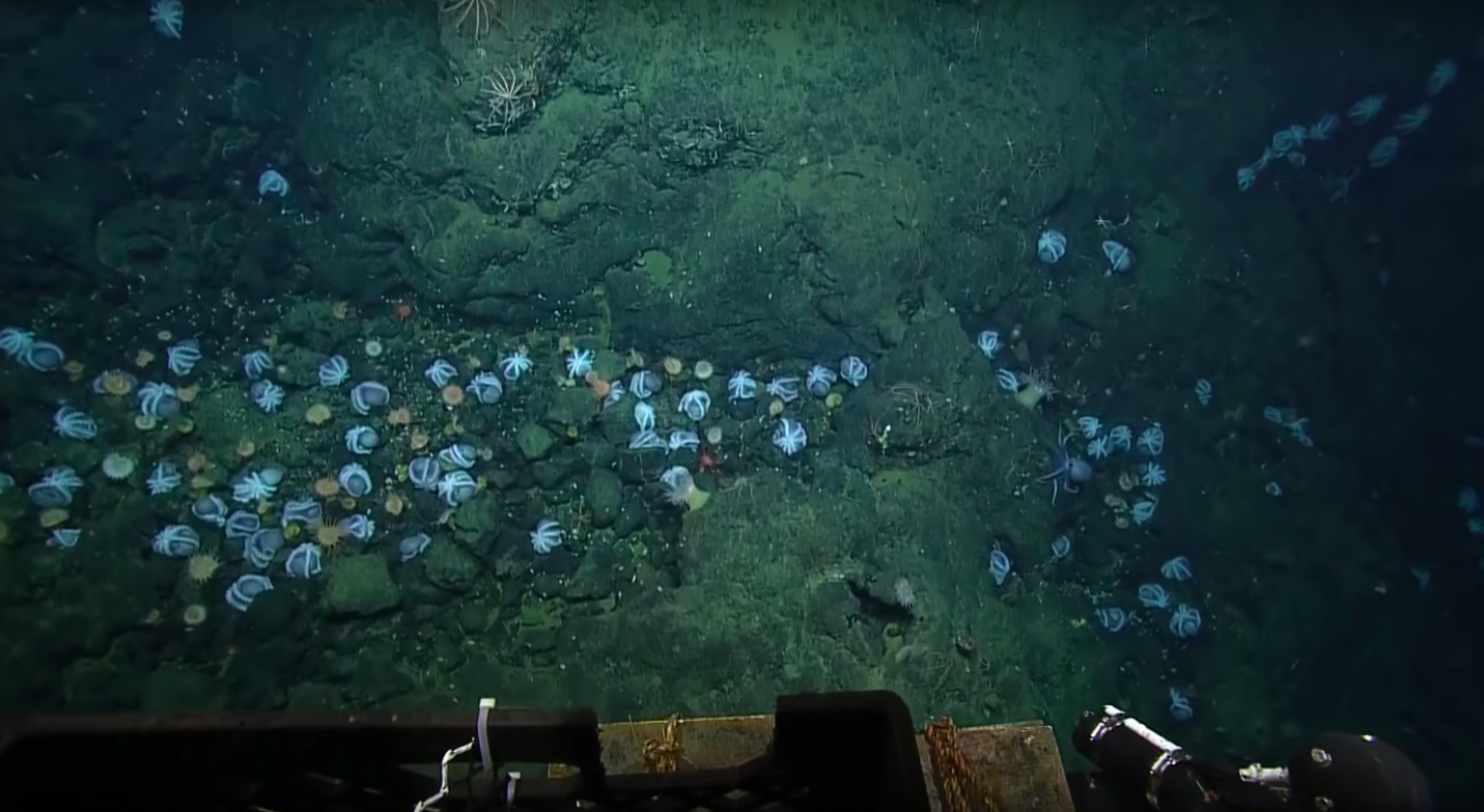 More than 1,000 octopuses were seen incubating their eggs near Davidson Seamount near Monterey, California.