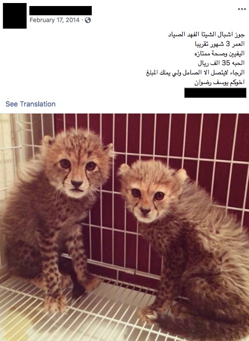 Screenshot eines Instagram-Posts mit Geparden-Babys