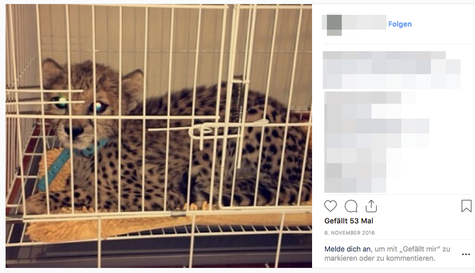 Screenshot mit Geparden-Babys auf Instagram