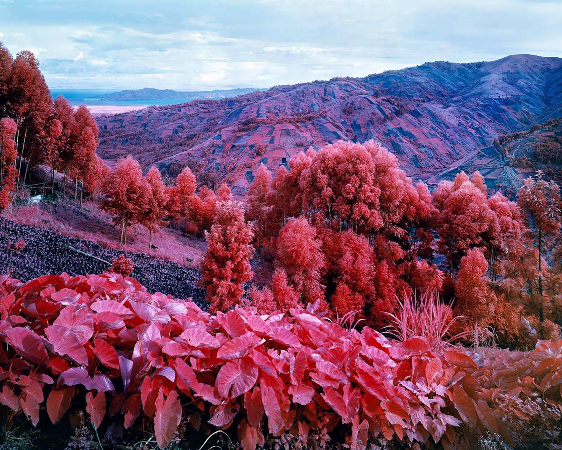 Richard-Mosse-Travel-Photography-Paris-Photo