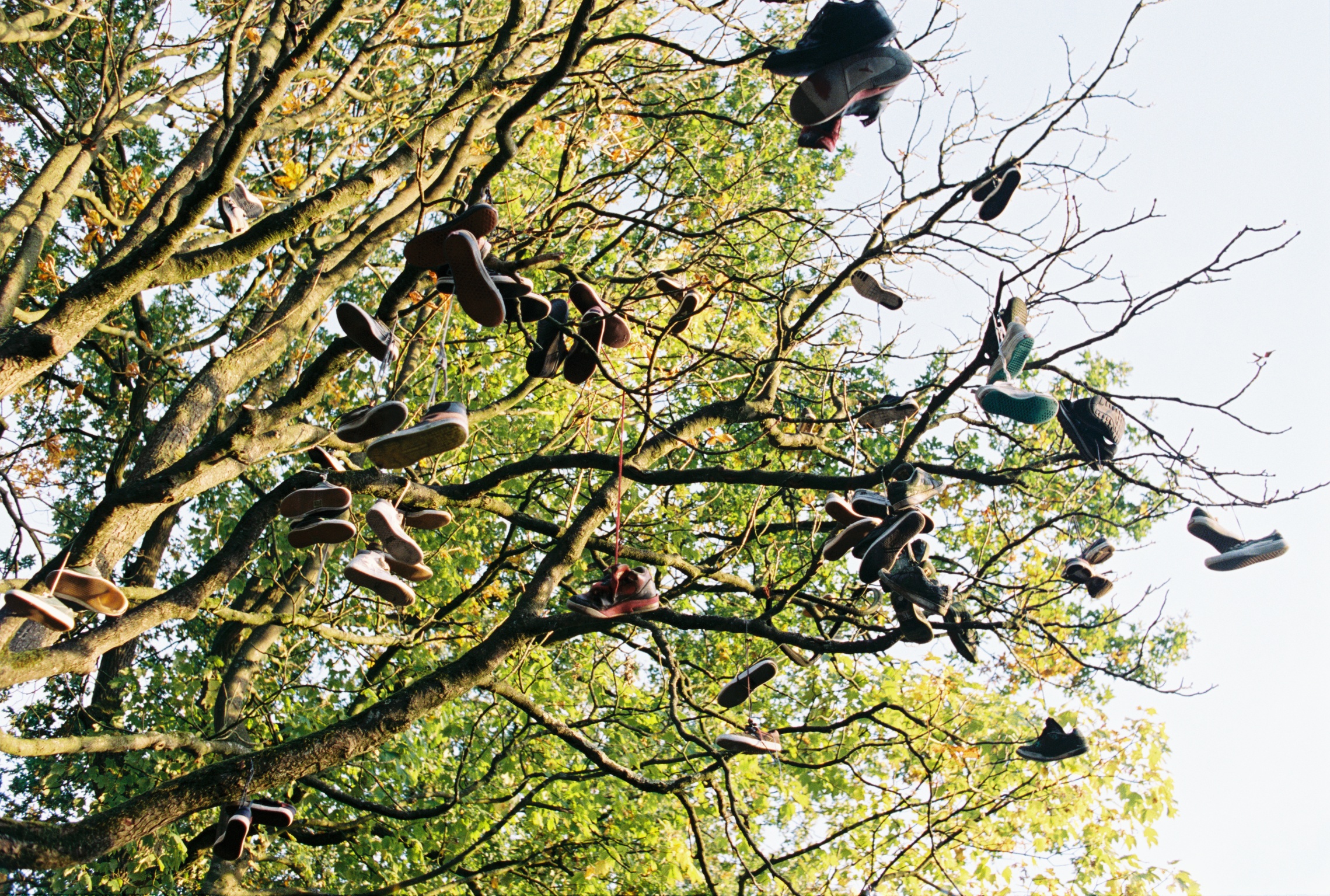 schoenen pittelo skatepark