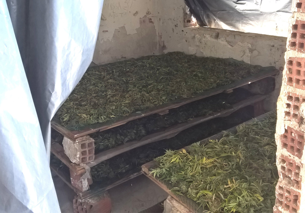 Geerntetes Cannabis